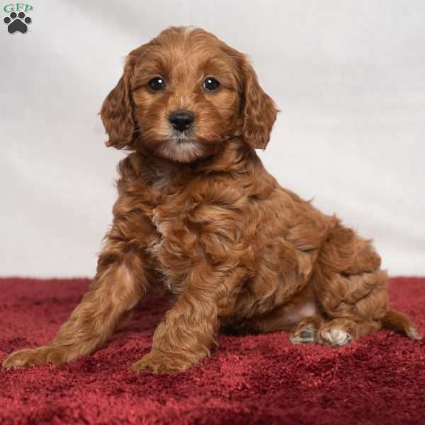 Jenna, Cavapoo Puppy